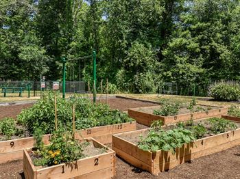 a group of wooden boxes filled with plants  at Residences at Westborough Station, Westborough, MA, 01581